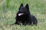 SCHIPPERKE 614